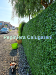 Lemn cainesc – Ligustrum Ovalifolium