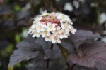 Physocarpus Opulifolius Diabolo 100-15O cm
