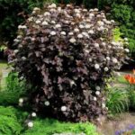 Physocarpus Opulifolius Diabolo 100-15O cm