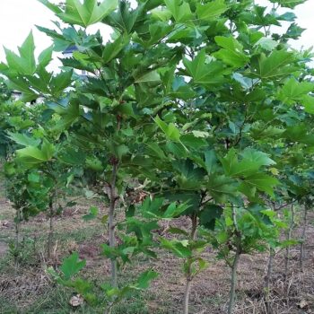 Pepiniera Calugareni 6 Platan 3-4m