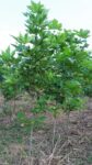 Platan 3-4m