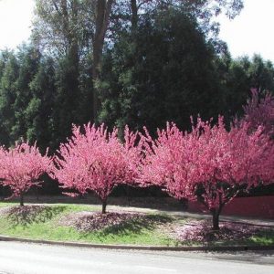 Prunus Piersica Atropurpurea - piersic ornamental cu frunza rosie