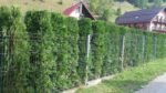 TUIA (THUJA) COLUMNARIS 70-80cm