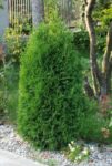 TUIA (THUJA) COLUMNARIS 70-80cm
