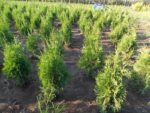 TUIA (THUJA) COLUMNARIS 70-80cm