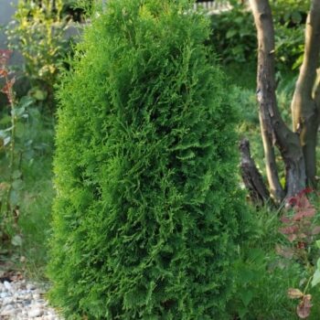 TUIA (THUJA) COLUMNARIS 70-80cm