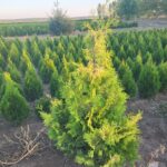 Tuia (Thuja )occ. Yellow Ribbon 180-250cm