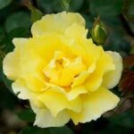 Trandafir URCATOR GALBEN – GOLDEN SHOWERS 50cm