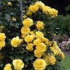 Trandafir URCATOR GALBEN - GOLDEN SHOWERS 50cm...