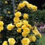 Trandafir URCATOR GALBEN - GOLDEN SHOWERS 50cm