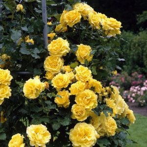 Trandafir URCATOR GALBEN - GOLDEN SHOWERS 50cm