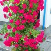 Trandafir Urcator Rosu 50cm...
