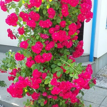 Trandafir Urcator Rosu 50cm