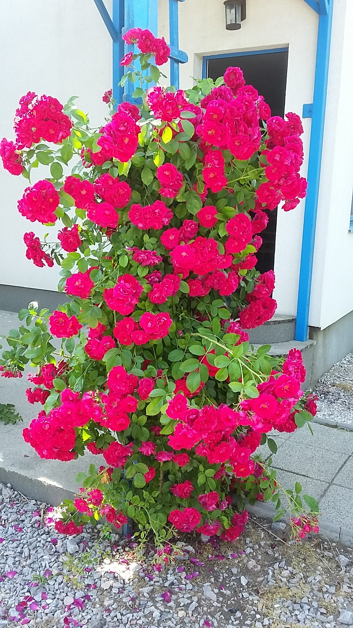 Trandafir Urcator Rosu 50cm