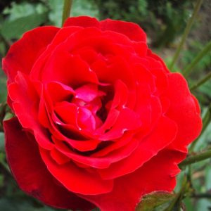 Trandafir floribunda FOC DE TABARA 50cm