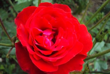 Trandafir floribunda FOC DE TABARA 50cm...