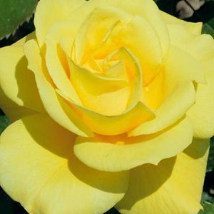Trandafir floribunda FRIESIA 50cm