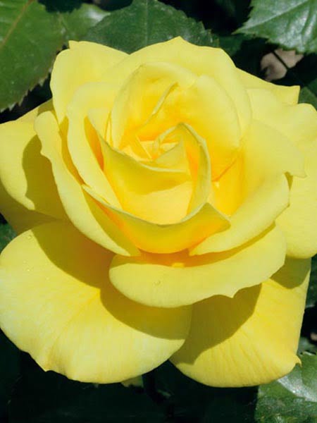 Trandafir floribunda FRIESIA 50cm