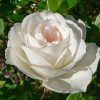 Trandafir floribunda ICEBERG 40 cm...