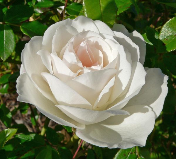Trandafir floribunda ICEBERG 40 cm