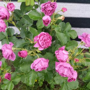 Trandafir floribunda MINERVA 50cm