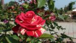 Trandafir-teahibrid-BROCELIANDE-50cm-1