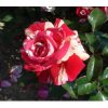 Trandafir teahibrid BROCELIANDE 50cm...