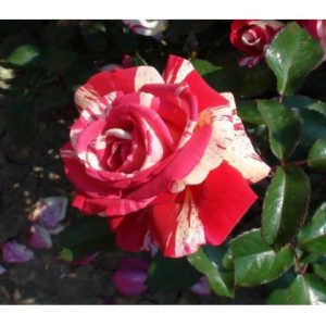 Trandafir teahibrid BROCELIANDE 50cm