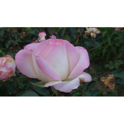 Trandafir teahibrid ELLE 40cm 2