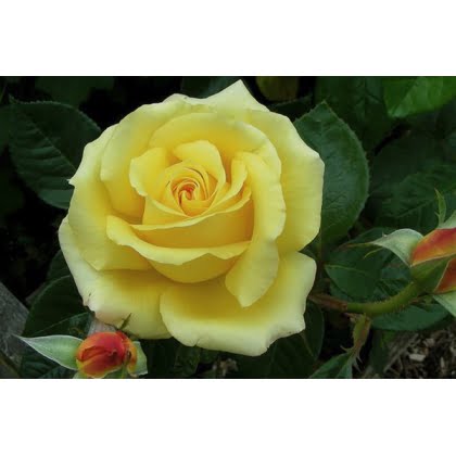 Trandafir teahibrid GLORIOS 50cm