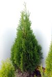 Tuia (Thuja) Occ. Smaragd 70-80cm