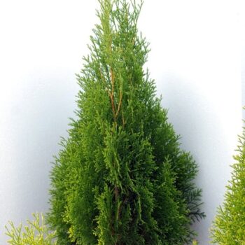 Tuia (Thuja) Occ. Smaragd 70-80cm