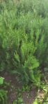 Tuia (Thuja) Orientalis Biota se mai adauga pozele atasate