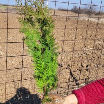 Pepiniera Calugareni 12 Tuia (thuja) orientalis biota