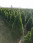 Tuia (Thuja) Occ. Smaragd 70-80cm