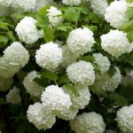 Viburnum Opulus 30-50 cm – trebuie modificat in Calin ( Viburnum opulus Roseum) 40-60cm ghiveci 3l 60 ron