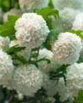 Viburnum Opulus 30-50 cm – trebuie modificat in Calin ( Viburnum opulus Roseum) 40-60cm ghiveci 3l 60 ron