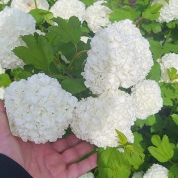 Pepiniera Calugareni 20 Calin -Bulgare de zapada- Viburnum opulus Roseum