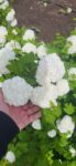 Viburnum Opulus 30-50 cm – trebuie modificat in Calin ( Viburnum opulus Roseum) 40-60cm ghiveci 3l 60 ron