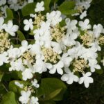 Viburnum Plicatum Mariesii 100cm