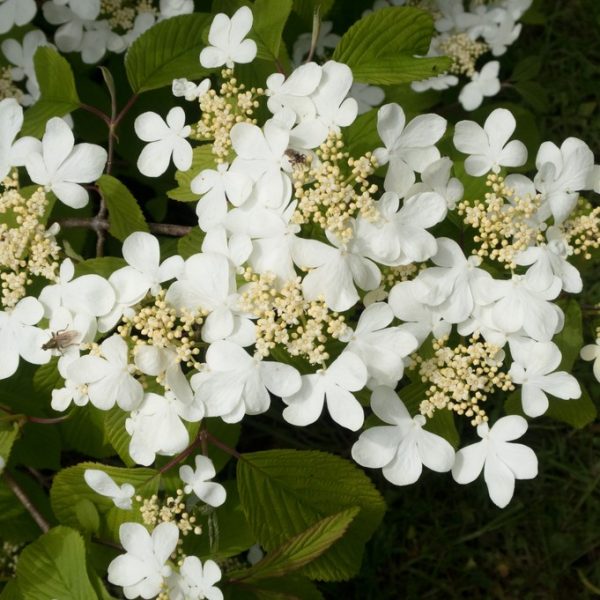 Viburnum Plicatum Mariesii 100cm 1