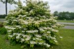 Viburnum Plicatum Mariesii 100cm