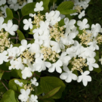 Viburnum Plicatum Mariesii 100cm