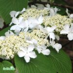 Viburnum Plicatum Mariesii 100cm