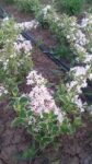 WEIGELA FLORIDA VARIEGATA 70-80cm