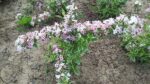 WEIGELA FLORIDA VARIEGATA 70-80cm