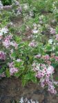 WEIGELA FLORIDA VARIEGATA 70-80cm