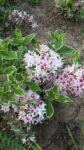 WEIGELA FLORIDA VARIEGATA 70-80cm
