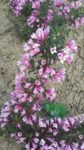 WEIGELA MINUET 50cm