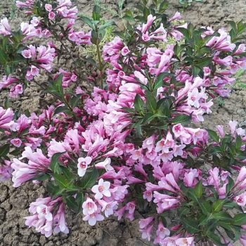 Pepiniera Calugareni 13 WEIGELA MINUET 50cm